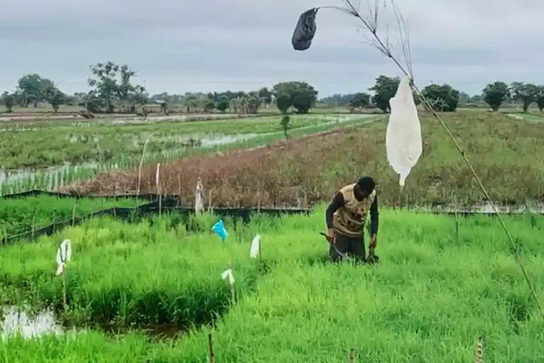 Program BAZNAS Percepat Persemaian Tahap II di Barito Kuala Program pemberdayaan ekonomi BAZNAS di lahan pertanian Desa Anjir Pasar Kota II, Kecamatan Anjir Pasar, Kabupaten Barito Kuala