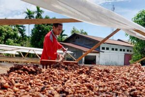 Inklusi petani adalah kunci keberlanjutan dan ketertelusuran dalam rantai pasok pertanian Indonesia (foto: Dok Koltiva)