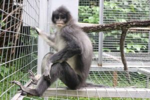 Surili (presbytis comate), primata endemik Indonesia. Surili termasuk salah satu spesies yang sangat terancam punah menurut IUCN (International Union for Conservation of Nature), dan dilindungi di Indonesia.