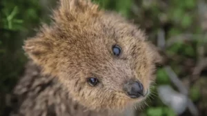 Serunya Berinteraksi dengan Satwa Liar di Australia Barat, dari Quokka hingga Lumba-Lumba Pengalaman seru berinteraksi langsung dengan satwa liar di Australia Barat