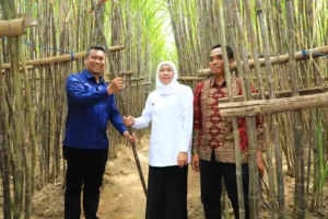 Gubernur Khofifah luncurkan KUR Khusus Petani Tebu di Jatim, dorong swasembada gula dan transisi energi hijau berbasis bioetanol.