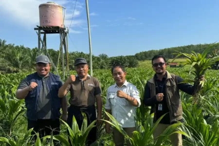 Disbunnak Kalsel Dorong Implementasi ISPO lewat Benih Sawit Bersertifikat dan Berlabel Resmi Disbunnak Kalsel perkuat ISPO dengan menyediakan benih sawit unggul, bersertifikat, dan berlabel guna dukung perkebunan berkelanjutan dan tekan benih ilegal (foto: Dok Diskominfo Kalsel)