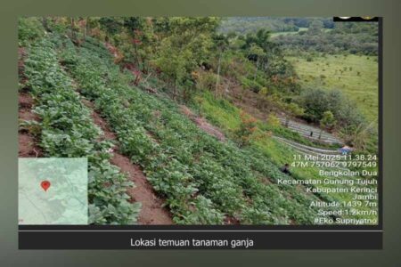 Ganja di Kerinci, BBTNKS: Tidak Berada di Kawasan Taman Nasional! BBTNKS memastikan penemuan 19 batang ganja di Kerinci tidak berada di dalam kawasan Taman Nasional Kerinci Seblat, tetapi di Areal Penggunaan Lain.