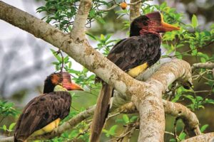 Mengenal Rangkong Gading yang Setia: Burung Maskulin, Maskot Provinsi Kalimantan Barat Rangkong gading (foto: dok menlhk.go.id)