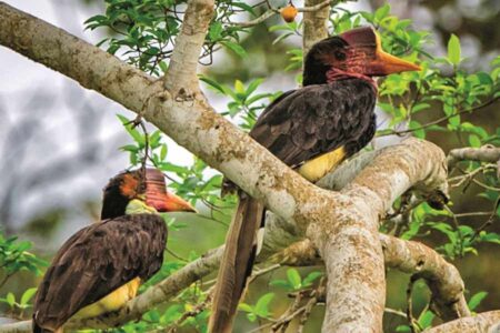 Mengenal Rangkong Gading yang Setia: Burung Maskulin, Maskot Provinsi Kalimantan Barat Rangkong gading (foto: dok menlhk.go.id)