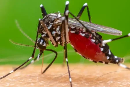 Chikungunya adalah penyakit akibat gigitan nyamuk Aedes yang menimbulkan demam dan nyeri sendi berat.