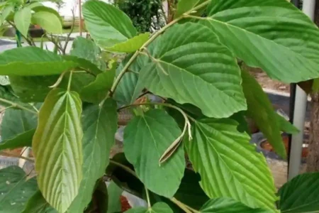 Peneliti UNAIR Temukan Senyawa Antikanker Baru dari Daun Apa-Apa Tim peneliti UNAIR menemukan senyawa baru dari daun Apa-Apa yang berpotensi menjadi kandidat obat antikanker setelah uji laboratorium awal.