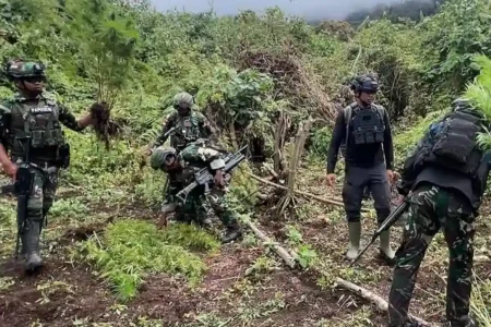 Satgas gabungan TNI berhasil mengungkap empat kebun ganja di Pegunungan Bintang, Papua. Ratusan batang ganja dimusnahkan untuk cegah peredaran.