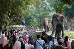 Night at the Ragunan Zoo: Wisata Malam Edukatif Pertama di Jakarta Taman Margasatwa Ragunan