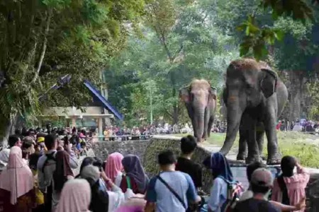 Night at the Ragunan Zoo: Wisata Malam Edukatif Pertama di Jakarta Taman Margasatwa Ragunan
