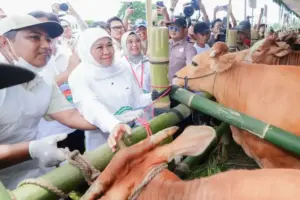 Jatim Pecahkan Rekor MURI, Khofifah Targetkan Indonesia Swasembada Daging pada 2029 Lewat Gerakan Inseminasi Buatan Jatim pecahkan rekor MURI lewat inseminasi buatan massal. Khofifah optimistis Indonesia bisa capai swasembada daging pada 2029.