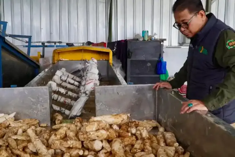 Bapanas memperkuat hilirisasi singkong di Bogor lewat bantuan alat pengolahan. Produksi tapioka UMKM Desa Tajur meningkat hingga 12 ton per hari.