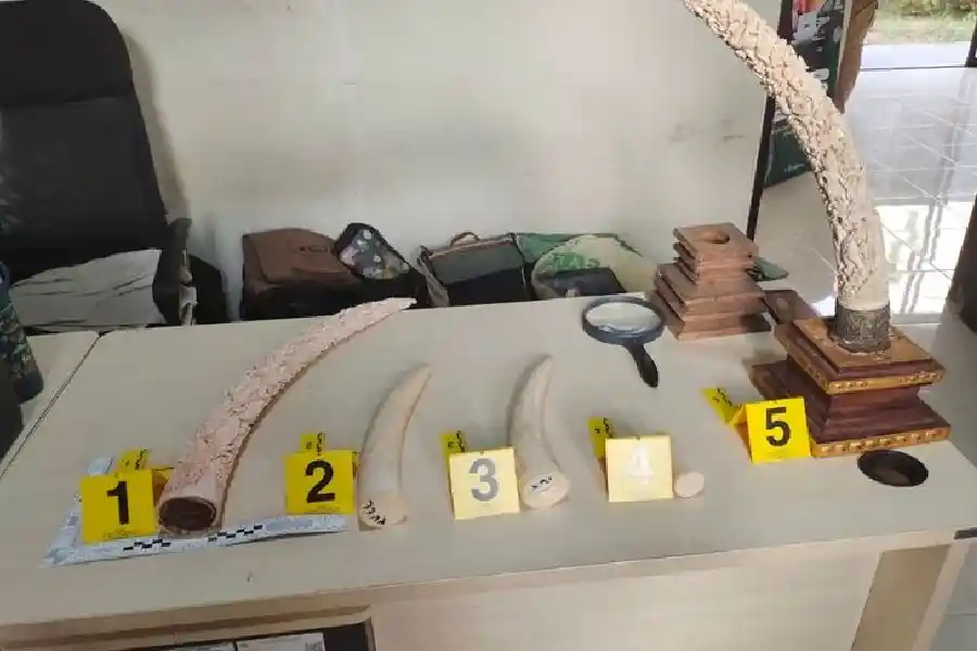Barang bukti kasus perdagangan bagian satwa dilindungi berupa gading gajah di Kabupaten Gianyar, Bali